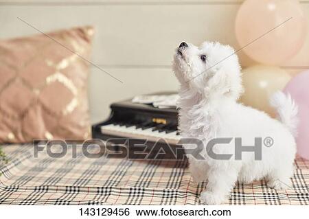 Stock Photograph - Bichon Frise puppy. Fotosearch