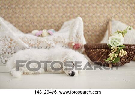 Bichon Frise puppy View Large Photo Image Stock Photograph - Bichon Frise puppy. Fotosearch