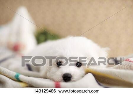 Stock Photograph - Bichon Frise puppy. Fotosearch