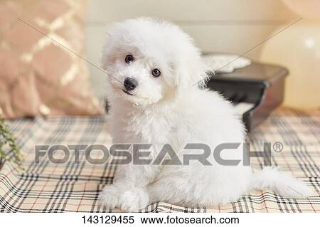 Bichon Frise puppy View Large Photo Image Stock Photography - Bichon Frise puppy. Fotosearch