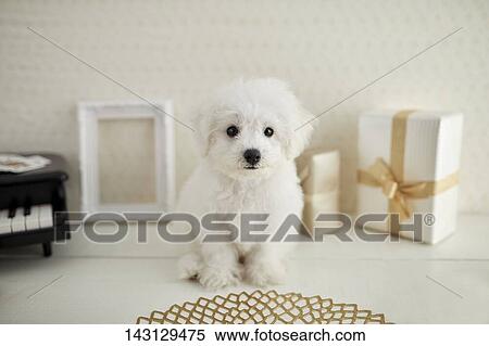 Bichon Frise puppy View Large Photo Image Stock Photography - Bichon Frise puppy. Fotosearch