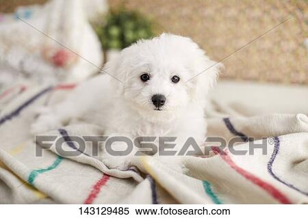 Stock Photography - Bichon Frise puppy. Fotosearch