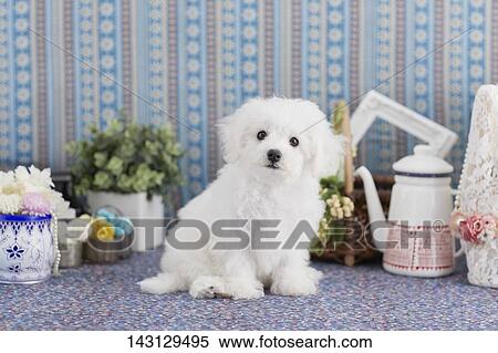 Bichon Frise puppy View Large Photo Image Stock Photography - Bichon Frise puppy. Fotosearch