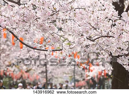 Cherry blossoms View Large Photo Image Stock Image - Cherry blossoms. Fotosearch