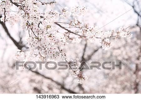 Stock Image - Cherry blossoms. Fotosearch