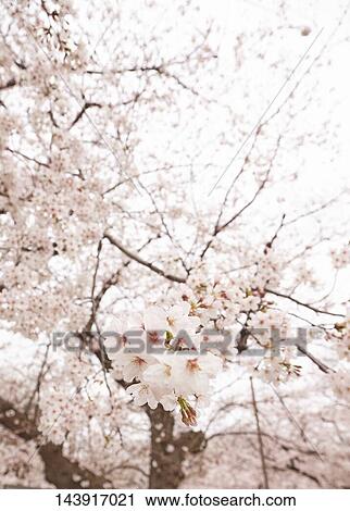 Cherry blossoms View Large Photo Image Stock Image - Cherry blossoms. Fotosearch