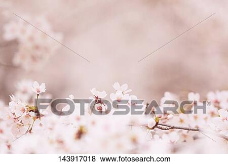 Cherry blossoms View Large Photo Image Stock Photo - Cherry blossoms. Fotosearch