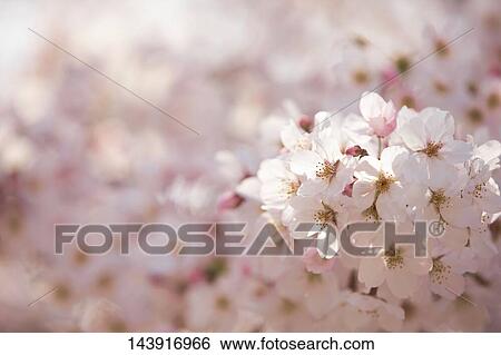 Cherry blossoms View Large Photo Image Stock Photograph - Cherry blossoms. Fotosearch