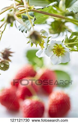 Strawberries View Large Photo Image Stock Image - Strawberries. Fotosearch