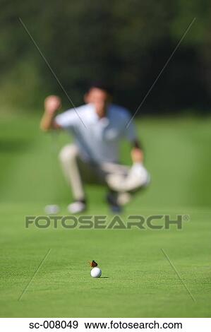 Stock Photo - Butterfly on golf ball in foreground as man lines up a putt. Fotosearch