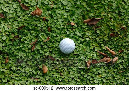 Stock Image - Close up of a golf ball in the rough. Fotosearch