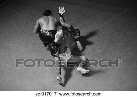 Two Mixed Martial Arts Fighter Fighting View Large Photo Image Stock Photo - Two Mixed Martial Arts Fighter Fighting. Fotosearch
