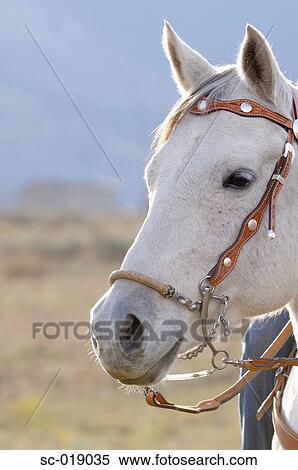 Horse View Large Photo Image Stock Photography - Horse. Fotosearch
