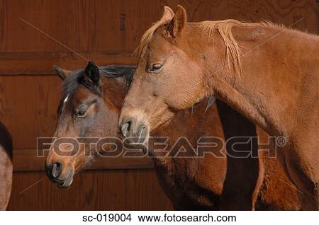 Horses View Large Photo Image Picture - Horses. Fotosearch