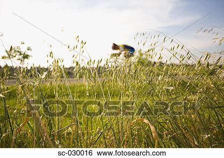 Stock Photograph - Cyclist riding bicycle seen through oat field. Fotosearch