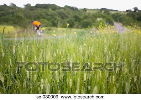 Cyclist with oat field in foreground View Large Photo Image Stock Photo - Cyclist with oat field in foreground. Fotosearch