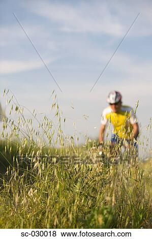 Cyclist with oat field in foreground View Large Photo Image Stock Photo - Cyclist with oat field in foreground. Fotosearch