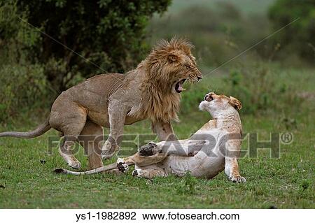 アフリカの ライオン Panthera Leo 対 交尾 マサイ族マーラ 公園 中に Kenya ストックイメージ Ys1 192 Fotosearch