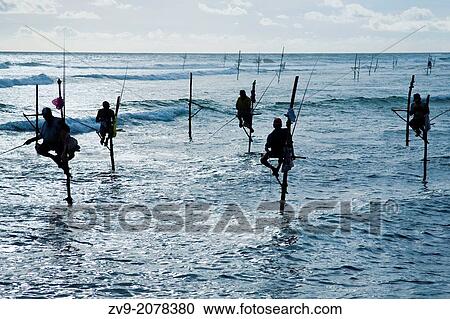 スリランカ人 竹馬 漁師 竹馬 釣り ある 釣り 中に 比較的 浅い 水 上に A プラットホーム 構成されている の A 竹馬 ストックイメージ Zv9 780 Fotosearch