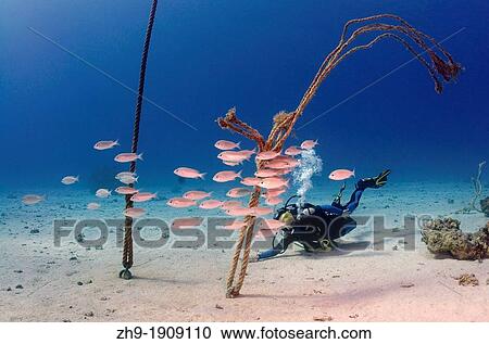 ダイバー そして 浅瀬 の 魚 紅海 エジプト アフリカ ストックイメージ Zh9 Fotosearch