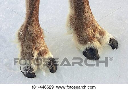 トナカイ Rangifer Tarandus クローズアップ の Cloved ひづめ Feet Cairngorms 国立公園 Scotland 写真館 イメージ館 F81 Fotosearch