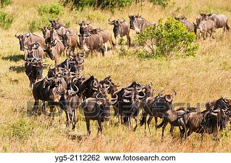 ニュー あるいは ヌー Connochaetes Taurinus ニュー 上に ｻﾊﾞﾝﾅ ヌー 移住 Maasai Mara の 国民の 予備 断絶 谷 Kenya アフリカ ストックイメージ Yg5 Fotosearch