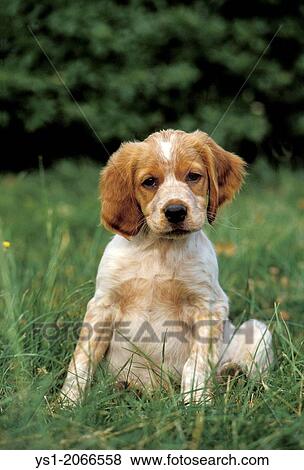 ブリタニースパニエル 犬 子犬 モデル 上に Grass 写真館 イメージ館 Ys1 Fotosearch