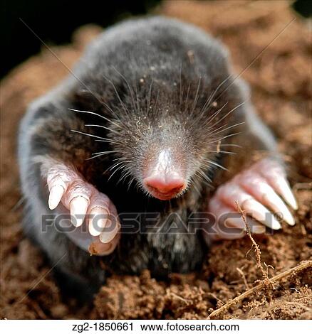 モグラ Talpa Europaea ヨーロッパ モグラ 写真 中に イギリス ストックイメージ Zg2 Fotosearch