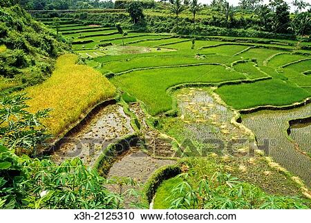 水田 ﾌｨｰﾙﾄﾞ Lombok 島 小スンダ列島 インドネシア共和国 東南アジア そして Oceania ストックイメージ X3h Fotosearch