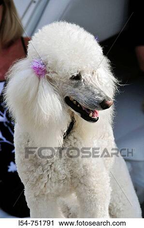 白 フランスのプードル ストックイメージ L54 Fotosearch