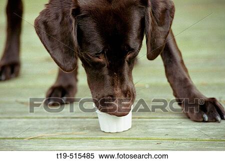 1 1/2-year old Chocolate Labrador Retriever Marley (female) eating a? Frosty Paws? on the deck. Marley is a half American, half English View Large Photo Image Stock Photography - 1 1/2-year old Chocolate Labrador Retriever Marley (female) eating a? Frosty Paws? on the deck. Marley is a half American, half English. Fotosearch