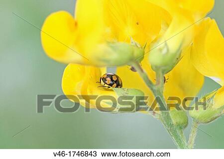 Stock Image - 14-spot Ladybird, Coccinula quatuordecimpustulata on chamomille on trefoil Small black ladybird with yellow or orange spots Common plants fleabane and chamomille on sandy or clay soils Significant predator for aphids on citrus crops. Fotosearch