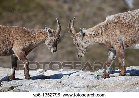 Stock Photograph - 2 fighting Alpine Ibexes Capra ibex standing on rock, Niederhorn, Bernese Oberland, Switzerland. Fotosearch