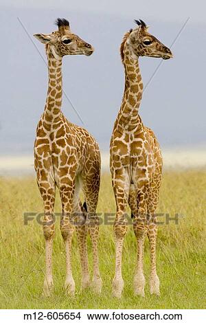 2 Newborn Masai Giraffe on the Masai Mara View Large Photo Image Picture - 2 Newborn Masai Giraffe on the Masai Mara. Fotosearch
