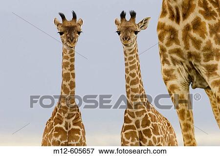 2 Newborn Masai Giraffe on the Masai Mara View Large Photo Image Stock Photo - 2 Newborn Masai Giraffe on the Masai Mara. Fotosearch