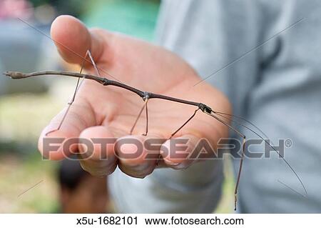 20 centimetre stick insect crawling on person's hand, the insects are often washed out of the forest canopy after heavy rain View Large Photo Image Stock Image - 20 centimetre stick insect crawling on person's hand, the insects are often washed out of the forest canopy after heavy rain. Fotosearch