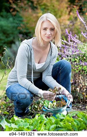 21 year old blond woman harvesting lettuce in a garden. View Large Photo Image Stock Image - 21 year old blond woman harvesting lettuce in a garden.. Fotosearch