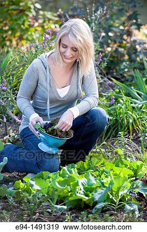 21 year old blond woman harvesting lettuce in a garden. View Large Photo Image Stock Photo - 21 year old blond woman harvesting lettuce in a garden.. Fotosearch