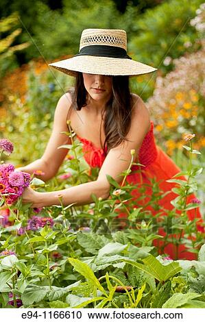 25 year old brunette woman in a garden settng wearing a dress and a straw hat cutting flowers for a bouquet View Large Photo Image Stock Image - 25 year old brunette woman in a garden settng wearing a dress and a straw hat cutting flowers for a bouquet. Fotosearch