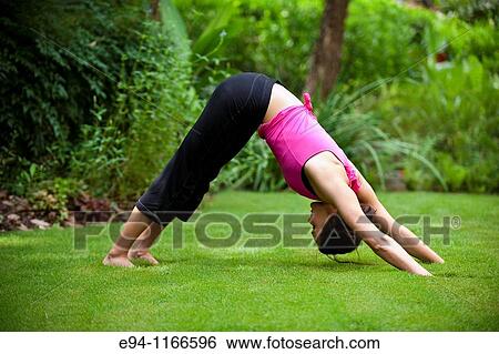 25 year old brunette woman in a garden settng wearing work out clothing dow the yoga pose downward facing dog. View Large Photo Image Stock Photograph - 25 year old brunette woman in a garden settng wearing work out clothing dow the yoga pose downward facing dog.. Fotosearch