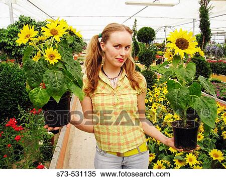 27 year old woman in greenhouse with sunflowers View Large Photo Image Stock Photography - 27 year old woman in greenhouse with sunflowers. Fotosearch
