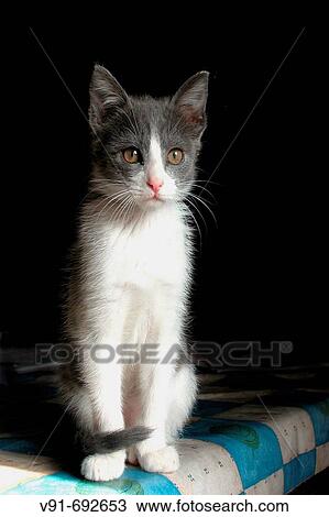 Stock Image - 3 month old cat. Fotosearch