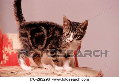 Stock Photograph - 3 month old kitten on tattered chair. Fotosearch