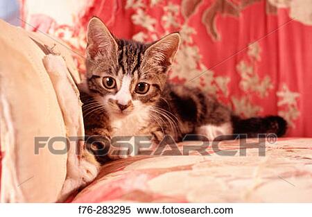 3 month old kitten on tattered chair View Large Photo Image Stock Photography - 3 month old kitten on tattered chair. Fotosearch