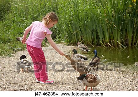 3 year old girl feeding a duck by a pond View Large Photo Image Picture - 3 year old girl feeding a duck by a pond. Fotosearch
