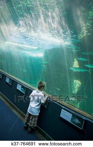 3 years old boy visiting the aquarium View Large Photo Image Stock Image - 3 years old boy visiting the aquarium. Fotosearch