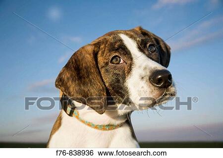 4 month old Plott Hound, the only American hound without British ancestry View Large Photo Image Stock Photograph - 4 month old Plott Hound, the only American hound without British ancestry. Fotosearch