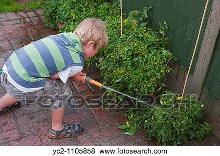 Stock Photo - 5 year old boy watering his tomatos in a Uk garden. Fotosearch
