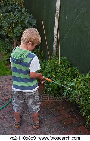 5 year old boy watering his tomatos in a Uk garden View Large Photo Image Stock Photo - 5 year old boy watering his tomatos in a Uk garden. Fotosearch