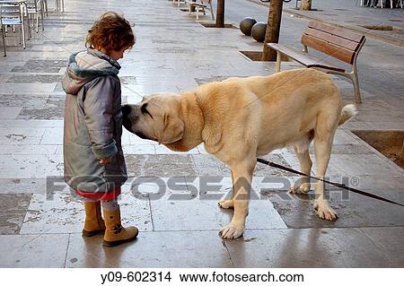 6 year old girl with Spanish mastiff. View Large Photo Image Picture - 6 year old girl with Spanish mastiff.. Fotosearch